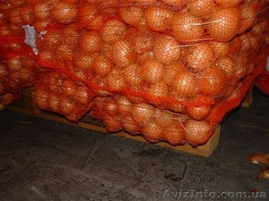 Картофель и лук из Австрии - <ro>Изображение</ro><ru>Изображение</ru> #1, <ru>Объявление</ru> #205423