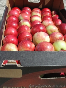 зимние сорта яблок!