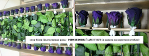 Гуртовий продаж довгосвіжих (до 5 років) троянд з Франції - <ro>Изображение</ro><ru>Изображение</ru> #8, <ru>Объявление</ru> #571404