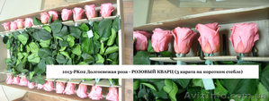 Гуртовий продаж довгосвіжих (до 5 років) троянд з Франції - <ro>Изображение</ro><ru>Изображение</ru> #4, <ru>Объявление</ru> #571404