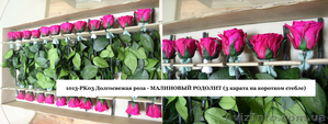Гуртовий продаж довгосвіжих (до 5 років) троянд з Франції - <ro>Изображение</ro><ru>Изображение</ru> #6, <ru>Объявление</ru> #571404