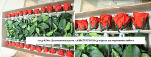 Гуртовий продаж довгосвіжих (до 5 років) троянд з Франції - <ro>Изображение</ro><ru>Изображение</ru> #7, <ru>Объявление</ru> #571404