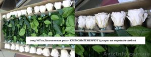 Гуртовий продаж довгосвіжих (до 5 років) троянд з Франції - <ro>Изображение</ro><ru>Изображение</ru> #3, <ru>Объявление</ru> #571404