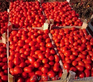 Эксклюзивный томат грунтовой от 10тн Херсонская обл