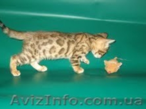 Бенгальские котята,
