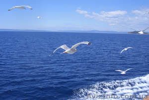 Туроператор,  Подольский р-н