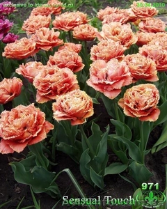 Цветы для Вашего сада - <ro>Изображение</ro><ru>Изображение</ru> #9, <ru>Объявление</ru> #722395