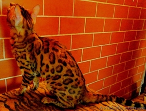 бенгальские котята для разведение и души - <ro>Изображение</ro><ru>Изображение</ru> #1, <ru>Объявление</ru> #733958