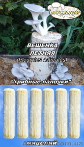 Семена грибов,  споры грибов,  мицелий вешенки,  шампиньона Недорого!