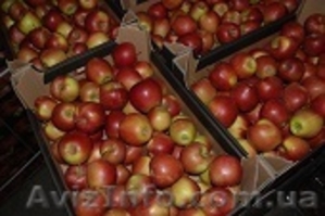 яблоки с Польши!