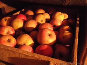 Продам оптом яблоки со своего сада в горах (без химии !!!) - <ro>Изображение</ro><ru>Изображение</ru> #1, <ru>Объявление</ru> #814223