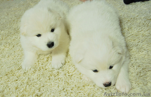 Продаются клубные щенки самоедской собаки с прекрасной родословной - <ro>Изображение</ro><ru>Изображение</ru> #2, <ru>Объявление</ru> #828664