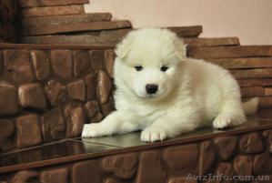 Продаются клубные щенки самоедской собаки с прекрасной родословной - <ro>Изображение</ro><ru>Изображение</ru> #3, <ru>Объявление</ru> #828664