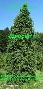 Ель у дома – праздник круглый год