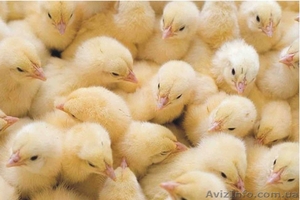 Качественные суточные цыплята  бройлера РОСС-308 Польща - <ro>Изображение</ro><ru>Изображение</ru> #1, <ru>Объявление</ru> #852208