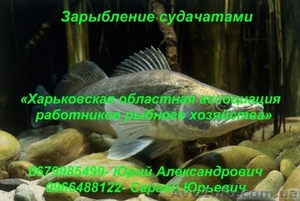 Зарыбление судачатами