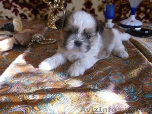 мальчишка ши-тцу