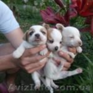 Маленькие крошки чихуахуа