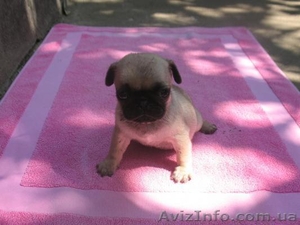 Мопсята не дорого