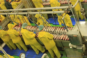 Робота в Норвегії на заводі з переробки риби.  - <ro>Изображение</ro><ru>Изображение</ru> #1, <ru>Объявление</ru> #944839