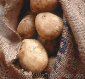 Куплю картошку во Львове - <ro>Изображение</ro><ru>Изображение</ru> #1, <ru>Объявление</ru> #949661