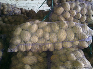 Продам картофель с Украины - <ro>Изображение</ro><ru>Изображение</ru> #1, <ru>Объявление</ru> #921008