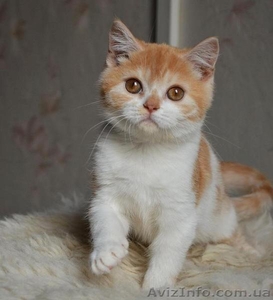 Шотландский котик красный биколор - <ro>Изображение</ro><ru>Изображение</ru> #1, <ru>Объявление</ru> #997323