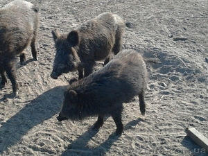 Продам диких свиноматок, кабана, поросят  для розведення!!! - <ro>Изображение</ro><ru>Изображение</ru> #3, <ru>Объявление</ru> #1046717