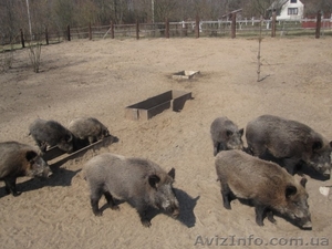 Продам диких свиноматок, кабана, поросят  для розведення!!! - <ro>Изображение</ro><ru>Изображение</ru> #2, <ru>Объявление</ru> #1046717