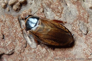 Суринамский таракан (Pycnoscelus surinamensis)  - <ro>Изображение</ro><ru>Изображение</ru> #1, <ru>Объявление</ru> #1124078