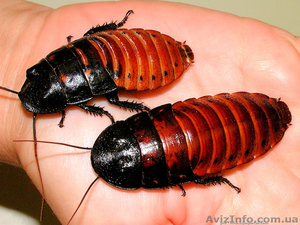 Мадагаскарские тараканы  - <ro>Изображение</ro><ru>Изображение</ru> #1, <ru>Объявление</ru> #1116496