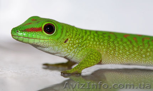 Мадагаскарский  геккон - <ro>Изображение</ro><ru>Изображение</ru> #2, <ru>Объявление</ru> #1124049