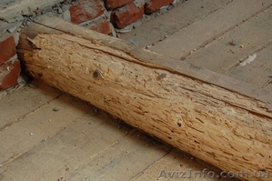 Защита древесины. Ликвидация насекомых вредителей древесины. Антисептик. - <ro>Изображение</ro><ru>Изображение</ru> #2, <ru>Объявление</ru> #635209