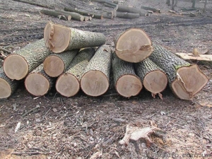 Продажа дров круглого леса (в ящиках, сетках). - <ro>Изображение</ro><ru>Изображение</ru> #3, <ru>Объявление</ru> #1303831
