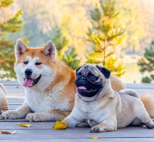 Мопс. Запрошуєм на в`язку.