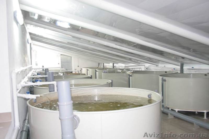 Малёк Осетра (Королевская рыба, мясо, чёрная икра) - <ro>Изображение</ro><ru>Изображение</ru> #2, <ru>Объявление</ru> #296355