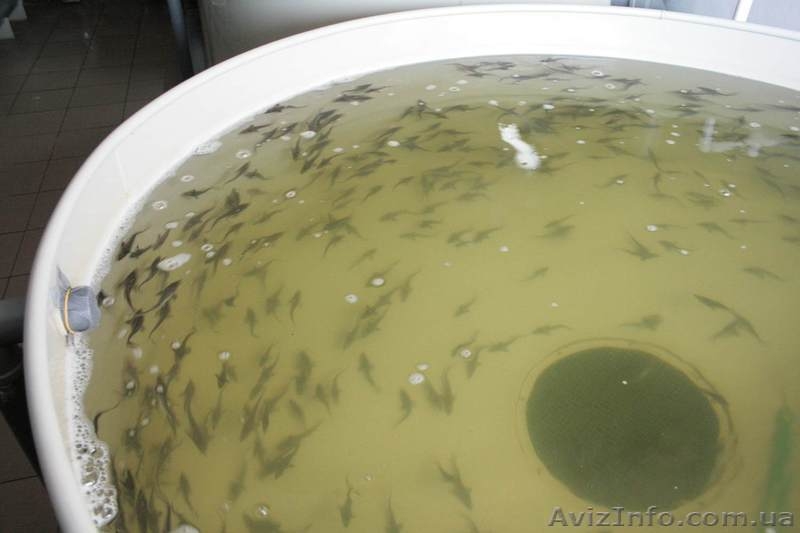 Малёк Осетра (Королевская рыба, мясо, чёрная икра) - <ro>Изображение</ro><ru>Изображение</ru> #3, <ru>Объявление</ru> #296355