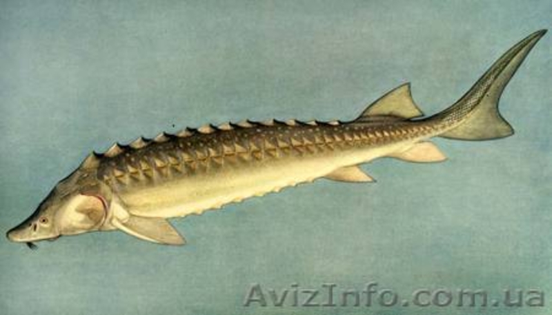 Малёк Осетра (Королевская рыба, мясо, чёрная икра) - <ro>Изображение</ro><ru>Изображение</ru> #1, <ru>Объявление</ru> #296355