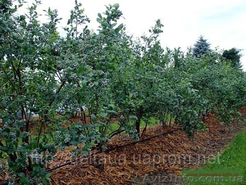 Чорниця американська (лохина, бурівка) - <ro>Изображение</ro><ru>Изображение</ru> #3, <ru>Объявление</ru> #314860