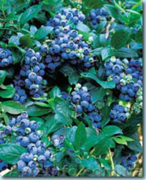 Чорниця американська (лохина, бурівка) - <ro>Изображение</ro><ru>Изображение</ru> #4, <ru>Объявление</ru> #314860