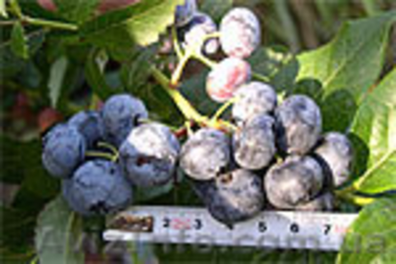 Чорниця американська (лохина, бурівка) - <ro>Изображение</ro><ru>Изображение</ru> #5, <ru>Объявление</ru> #314860