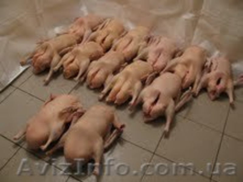 Мясо гуся в тушках - <ro>Изображение</ro><ru>Изображение</ru> #2, <ru>Объявление</ru> #420645