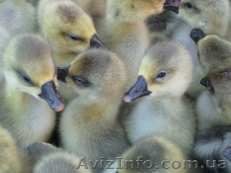 Суточный молодняк гусей - <ro>Изображение</ro><ru>Изображение</ru> #3, <ru>Объявление</ru> #485631