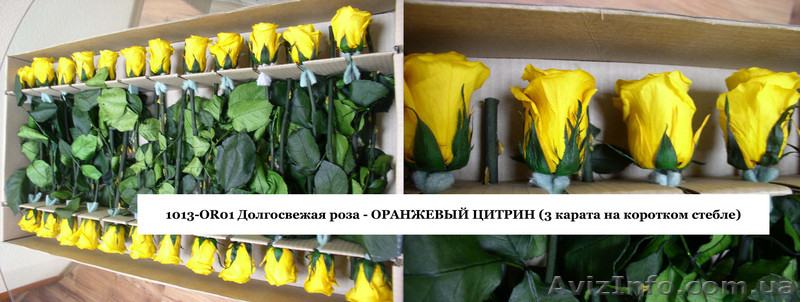 Гуртовий продаж довгосвіжих (до 5 років) троянд з Франції - <ro>Изображение</ro><ru>Изображение</ru> #5, <ru>Объявление</ru> #571404