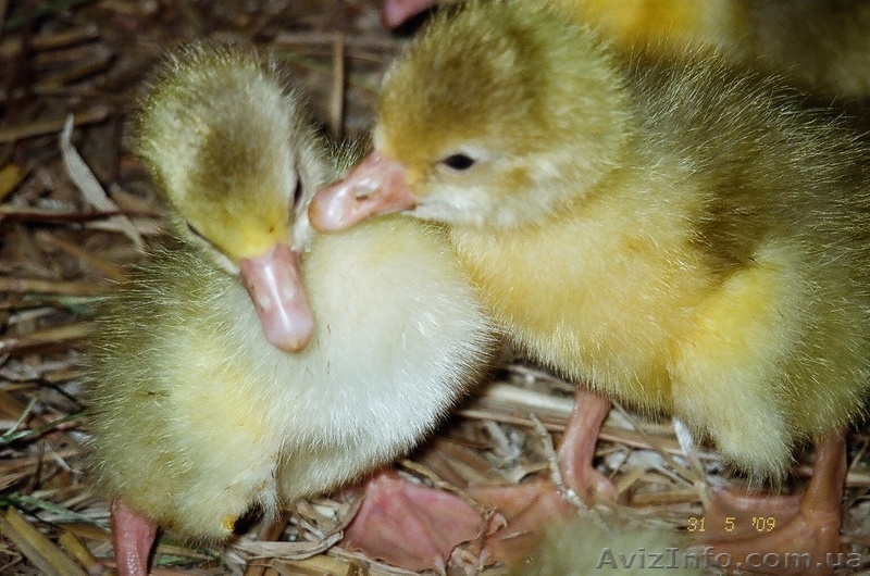 Добовий молодняк гусей - <ro>Изображение</ro><ru>Изображение</ru> #1, <ru>Объявление</ru> #563391