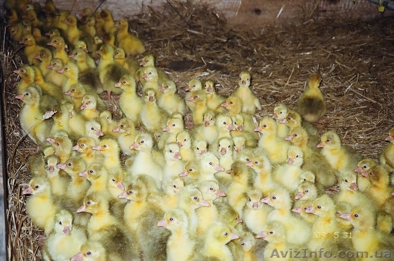 Добовий молодняк гусей - <ro>Изображение</ro><ru>Изображение</ru> #2, <ru>Объявление</ru> #563391