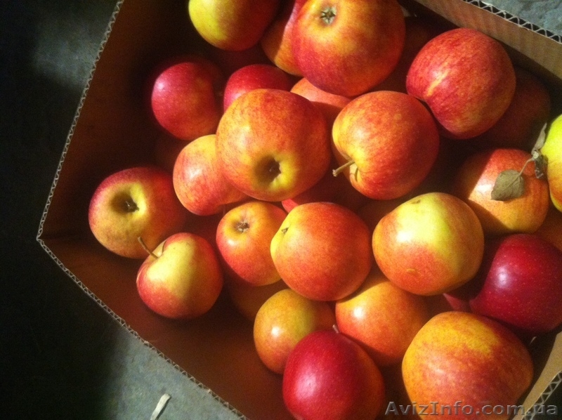 яблоки оптом из Польши - <ro>Изображение</ro><ru>Изображение</ru> #4, <ru>Объявление</ru> #569889