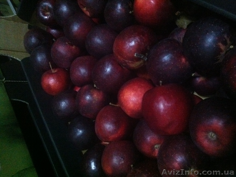 яблоки оптом из Польши - <ro>Изображение</ro><ru>Изображение</ru> #3, <ru>Объявление</ru> #569889