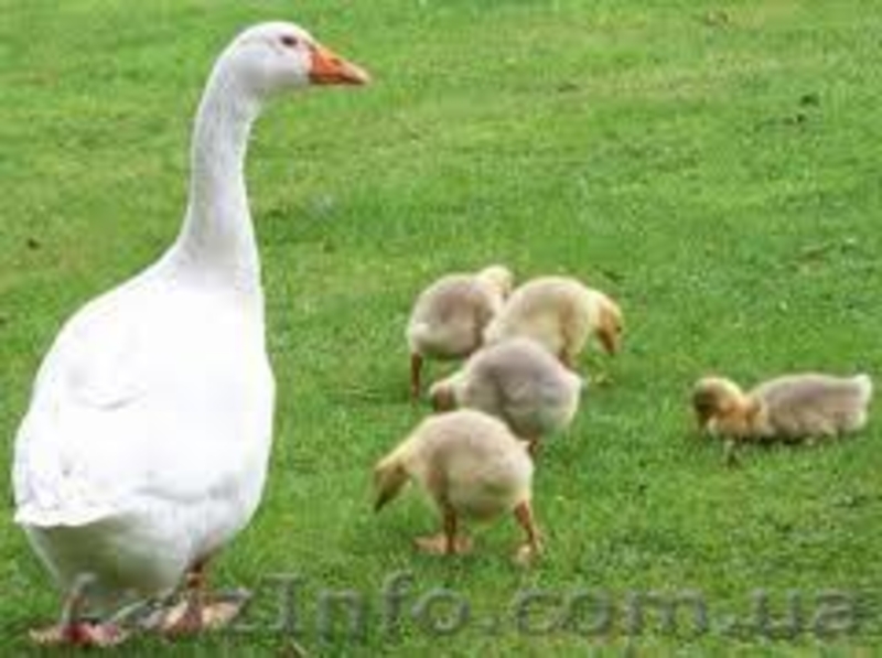Добовий молодняк гусей - <ro>Изображение</ro><ru>Изображение</ru> #3, <ru>Объявление</ru> #563391