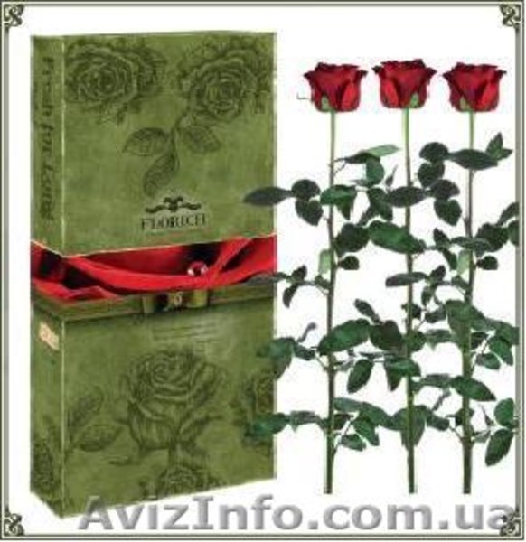 Гуртовий продаж довгосвіжих (до 5 років) троянд з Франції - <ro>Изображение</ro><ru>Изображение</ru> #1, <ru>Объявление</ru> #571404